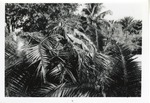 [1950/1970] Two iguanas perched on top of palm tree branches at Crandon Park Zoo