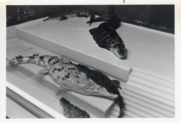 Cuban and orinoco crocodiles laying together in their habitat at Crandon Park Zoo
