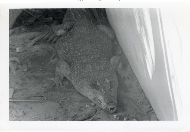 Cuban crocodile resting beside a wall in its enclosure at Crandon Park Zoo