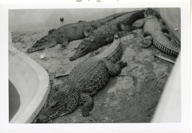 Four crocodiles laying in the sand beside their enclosure's pool at Crandon Park Zoo