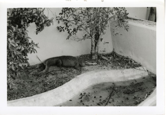 Crocodile laying beneath a tree in its enclosure at Crandon Park Zoo