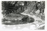 [1950/1970] Galapagos tortoise semi-submerged in a pool in its enclosure at Crandon Park Zoo