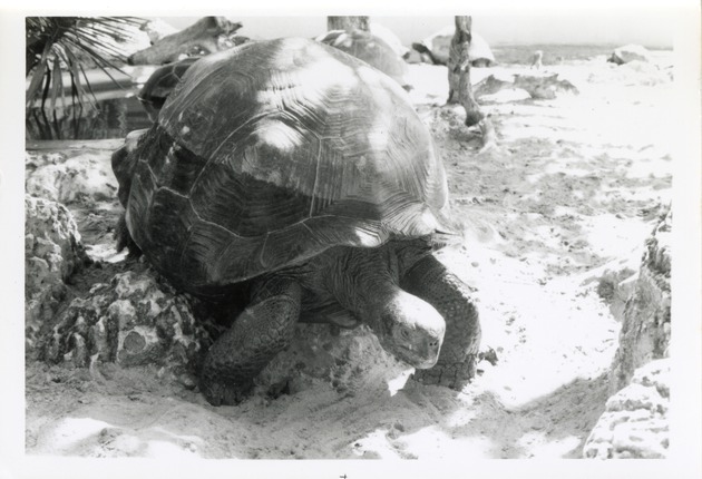 Galapagos tortoise climbing over rocks in its enclosure at Crandon Park Zoo