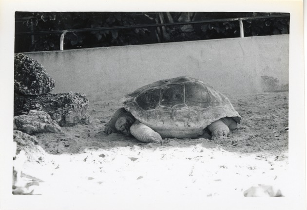 Galapagos tortoise walking in its enclosure at Crandon Park Zoo