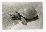 [1950/1970] Galapagos tortoise walking into the grass in its enclosure at Crandon Park Zoo