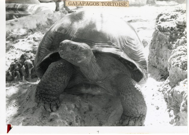 Galapagos tortoise in its enclosure at Crandon Park Zoo