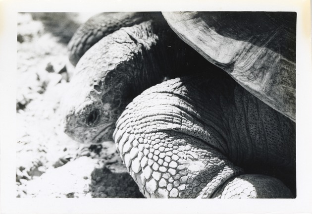 Galapagos tortoise close-up at Crandon Park Zoo