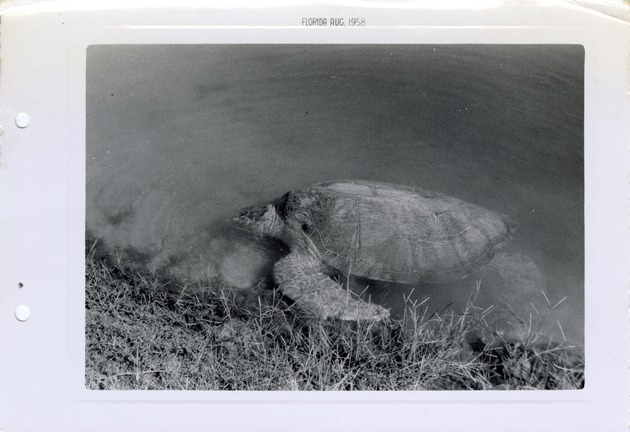 Sea turtle coming up on the edge of its pond at Crandon Park Zoo