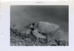 [1958-08] Sea turtle coming up on the edge of its pond at Crandon Park Zoo