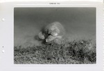 [1958-08] Sea turtle swimming along the edge of its pond at Crandon Park Zoo