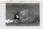 [1958-08] Sea turtle at the edge of its pond at the Crandon Park Zoo