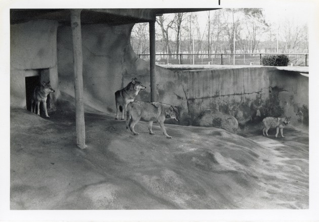 Four adult wolves walking in their enclosure at Crandon Park Zoo