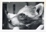 Young raccoon held by zoo staff at Crandon Park Zoo
