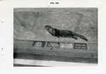 [1959-04] Giant otter swimming in its pool at Crandon Park Zoo