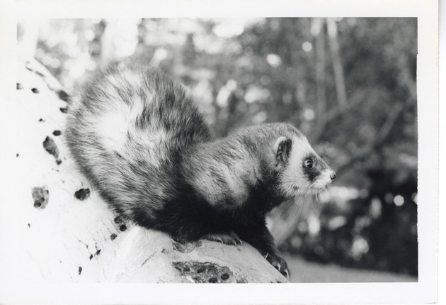 European polecat resting on a branch in its enclosure at Crandon Park Zoo