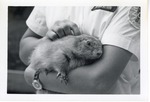 [1950/1970] Jamie the prairie dog resting on a zookeeper's arm at Crandon Park Zoo