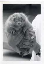[1950/1970] Prairie dog held in a zookeeper's hands at Crandon Park Zoo