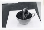 Young grey squirrel curled in a teacup at Crandon Park Zoo