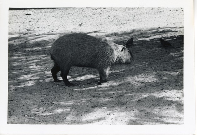 Capybara walking in its enclosure at Crandon Park Zoo
