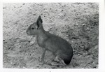 [1950/1970] Cavy seated in its enclosure at Crandon Park Zoo