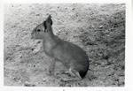 [1950/1970] Cavy seated in the dirt in its enclosure at Crandon Park Zoo