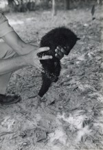 [1950/1970] Young binturong being set down in its enclosure at Crandon Park Zoo