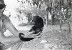 [1950/1970] Young binturong with its tail curled on zoo staff's arm at Crandon Park Zoo