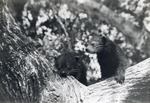 [1950/1970] Two binturong climbing on a tree at Crandon Park Zoo