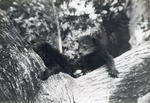 Two binturong climbing in a tree together at Crandon Park Zoo