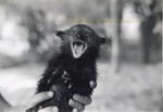 Young binturong open-mouthed to the camera at Crandon Park Zoo