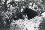 Two binturong resting in a tree at Crandon Park Zoo