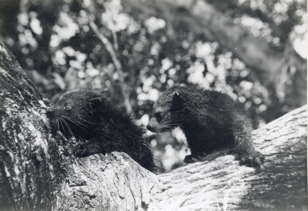 Two binturong resting together in a tree at Crandon Park Zoo