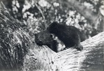 Two binturong resting together in a tree in their enclosure at Crandon Park Zoo