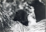 [1950/1970] Close-up of two binturongs in a tree together at Crandon Park Zoo