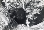[1950/1970] Binturong climbing on a tree in its enclosure at Crandon Park Zoo