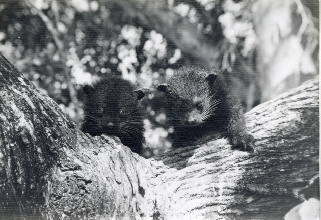 Two binturong in a tree in their enclosure at Crandon Park Zoo