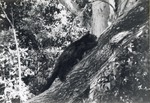 [1950/1970] Binturong climbing a tree branch in its enclosure at Crandon Park Zoo