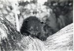 [1950/1970] Binturong in a tree in its enclosure at Crandon Park Zoo