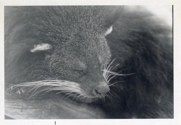 Close-up of a binturong asleep at Crandon Park Zoo