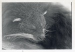 [1950/1970] Close-up of a binturong asleep at Crandon Park Zoo