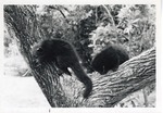 Two binturong climbing on a tree in their enclosure at Crandon Park Zoo