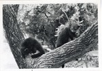 [1950/1970] Two binturong climbing in a tree in their enclosure at Crandon Park Zoo