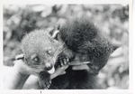 [1950/1970] Binturong sticking its tongue out while being carried by zoo staff at Crandon Park Zoo