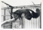 [1950/1970] Binturong asleep on a branch in its enclosure at Crandon Park Zoo