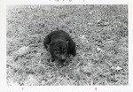 [1969-02] Young hyena curled up in the grass of its enclosure at Crandon Park Zoo