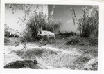 [1950/1970] Striped hyena walking around in its enclosure at Crandon park Zoo