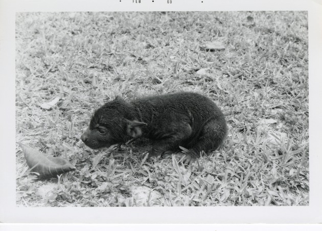 Young hyena in the grass in its enclosure at Crandon Park Zoo