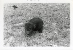 [1969-02] Young hyena curled up in its enclosure at Crandon Park Zoo