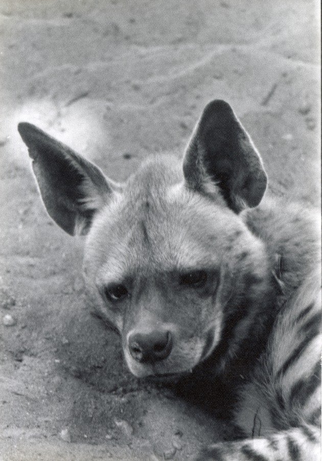 Striped hyena laying on the ground in its enclosure at Crandon Park Zoo