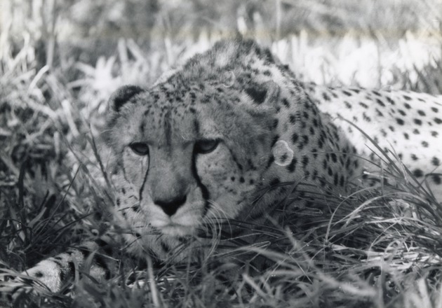 Cheetah laying in its enclosure at Crandon Park Zoo